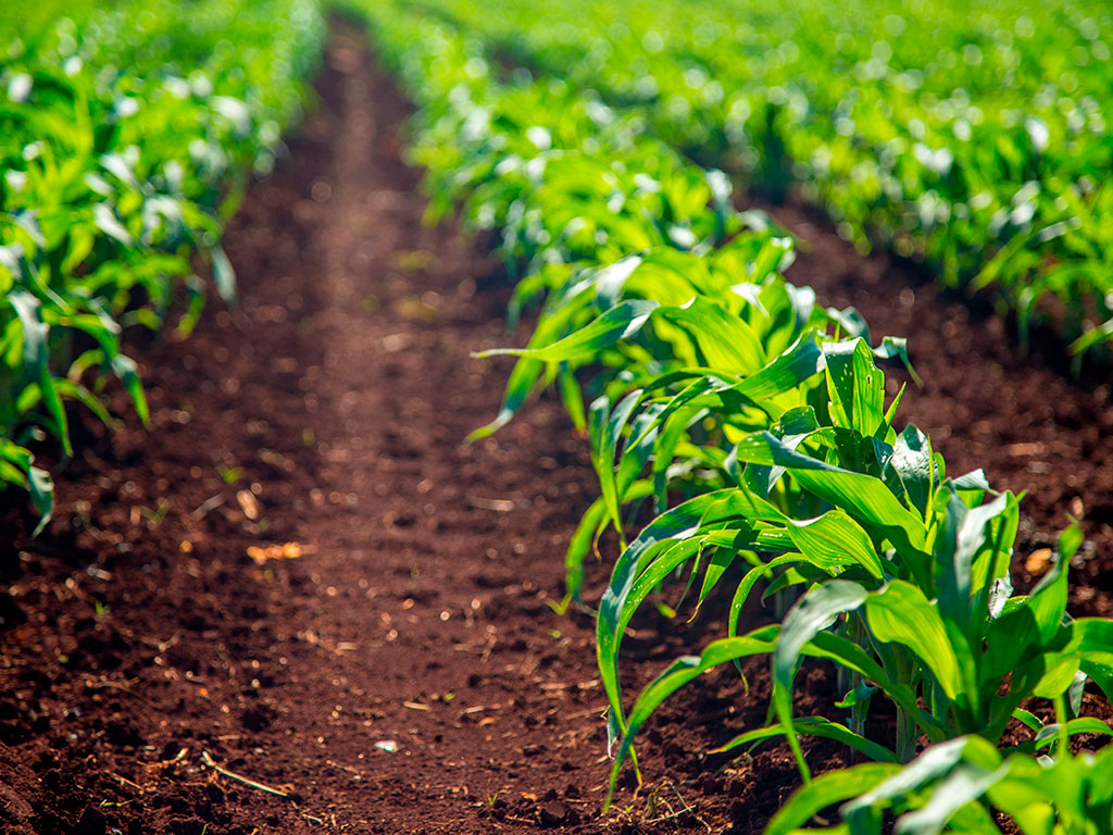 Problemas de solo na Agricultura