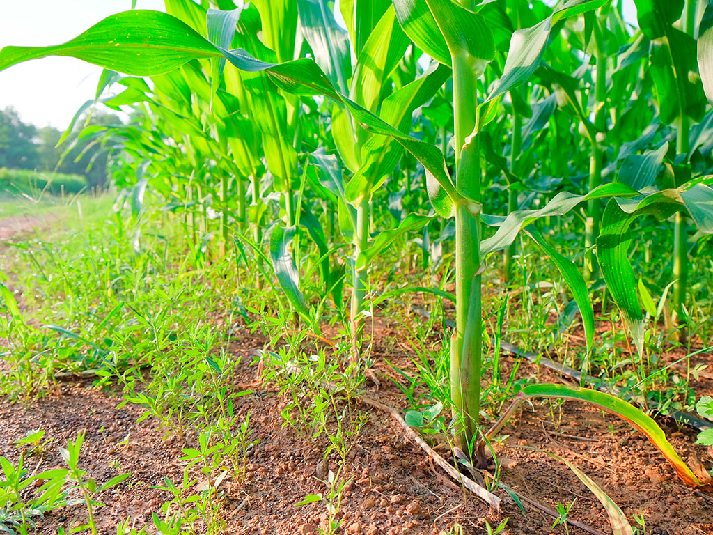 Veja como prevenir e controlar plantas daninhas na pré-safra