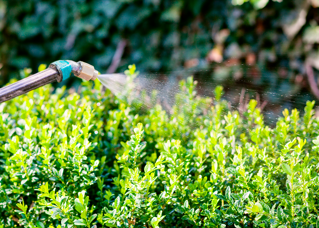Adubação foliar: O que você precisa saber sobre ela?