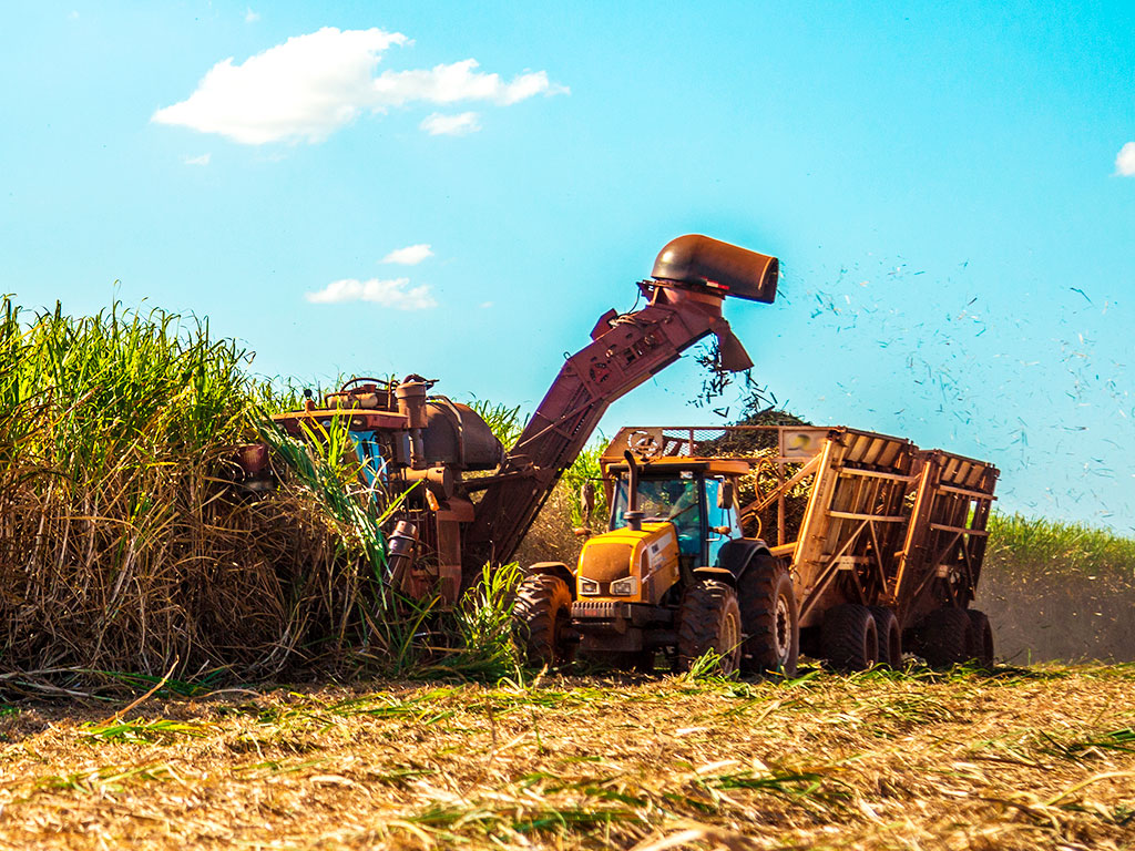 Plantio de cana. Seu custo por hectare é competitivo?