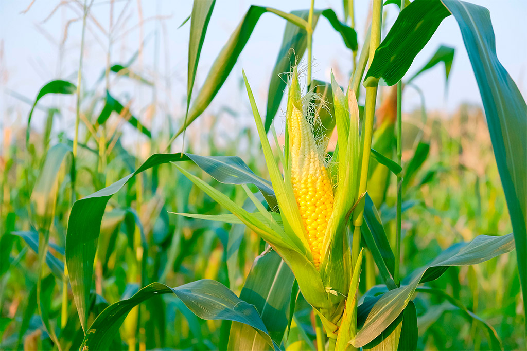 Plantação de Milho. Planejamento para maior produtividade