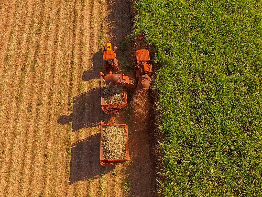 Perdas na colheita de cana: Você sabe como reduzi-las?