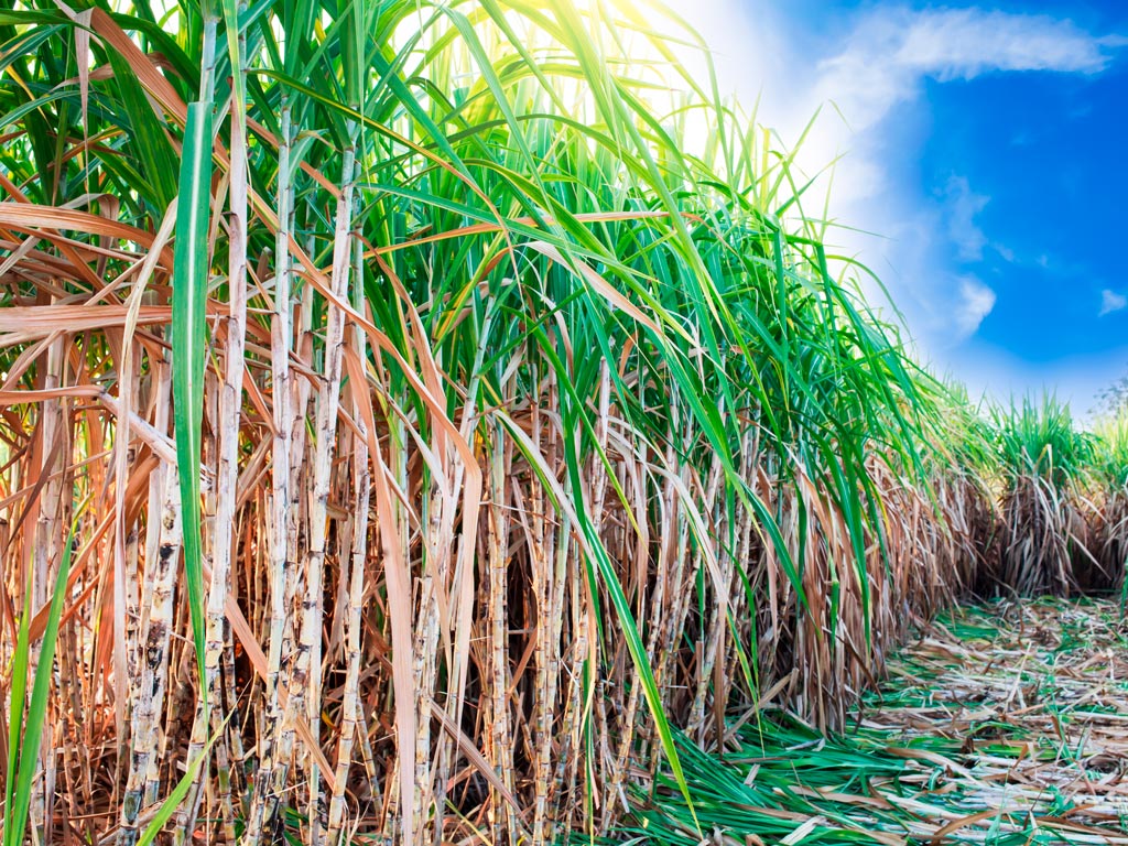 Chuva e Colheita de Cana: Impactos e previsões para 2020