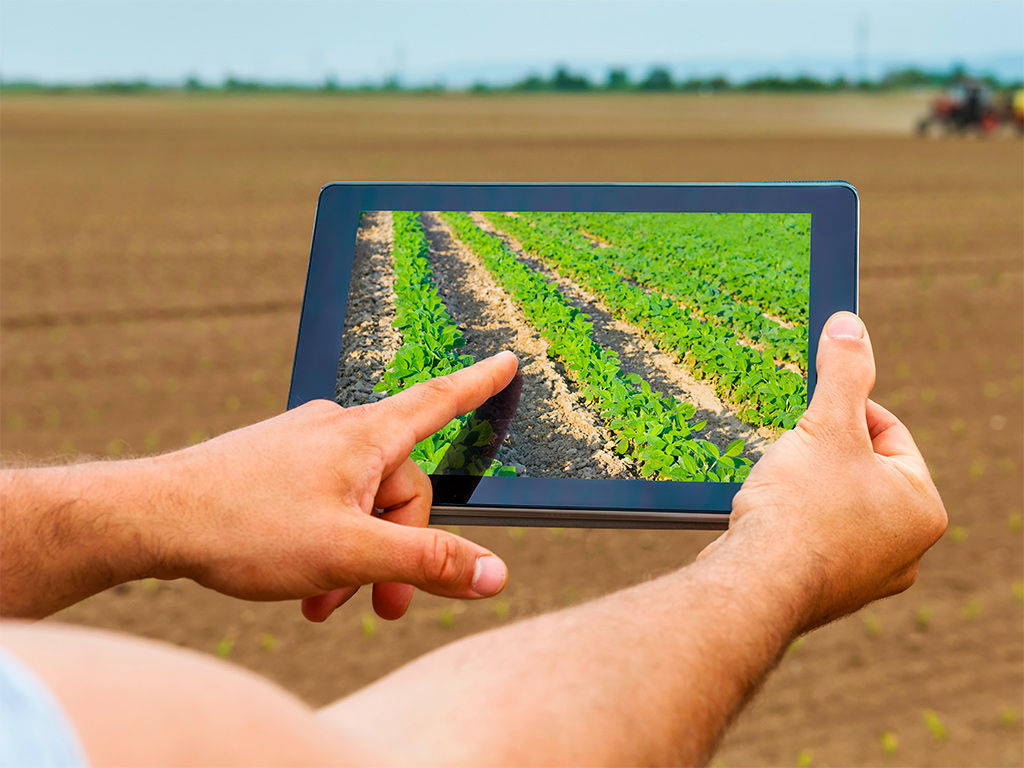 Gestão da Lavoura de Soja: do Plantio a Colheita