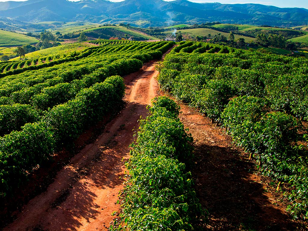 Café Arábica: Dicas de Gestão para maior produtividade