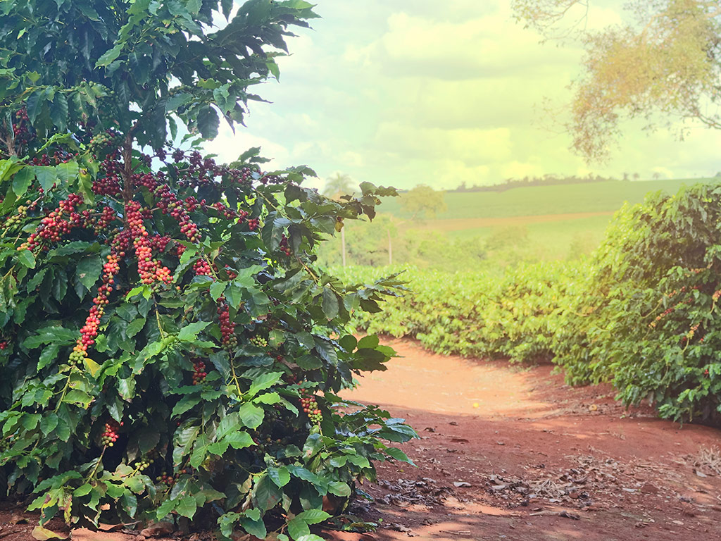 Importância do software de gestão rural de fazendas de café