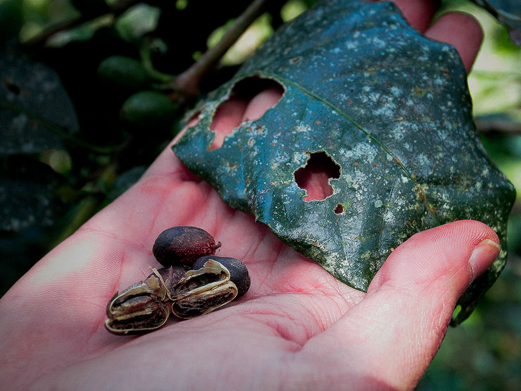 Doenças do café: Porque prevenir é sempre o melhor remédio