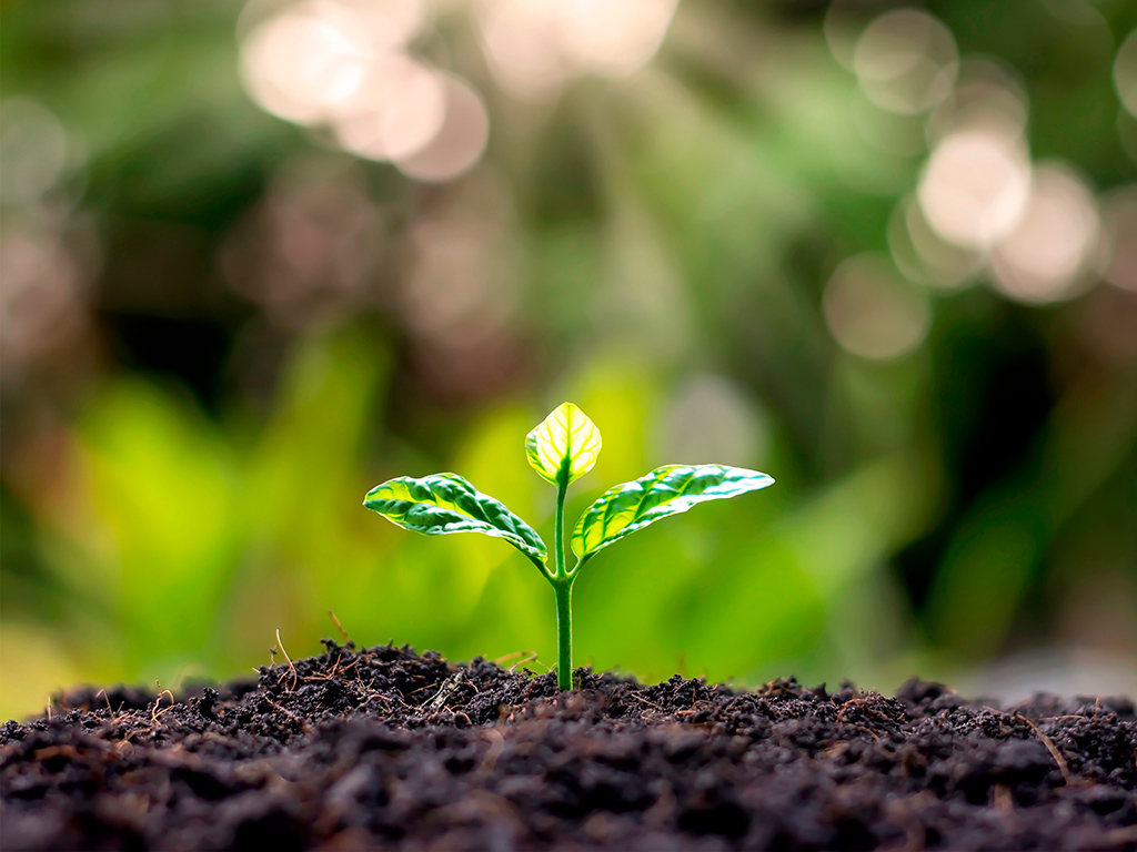 Preservação do solo: Recomendações para uso mais sustentável