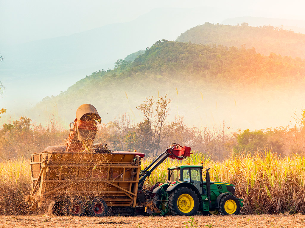 Como prevenir e controlar as principais doenças no canavial