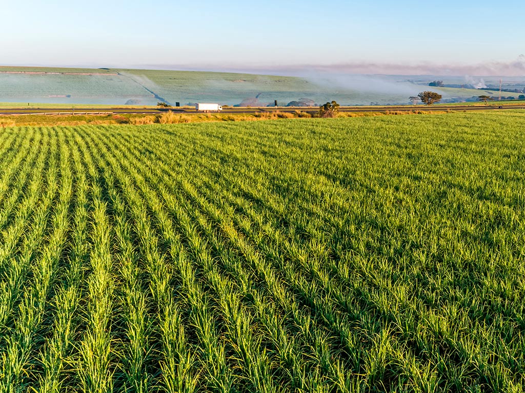 As consequências da pandemia nos custos de produção da cana