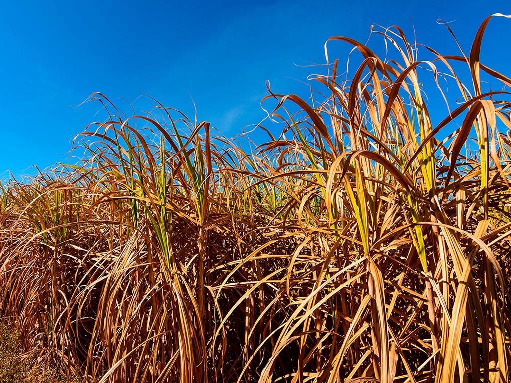 O período de seca pode afetar a produção da cana-de-açúcar?