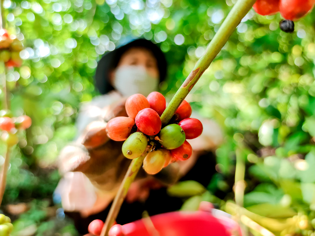 Entenda o que muda para o trabalhador rural com a nova NR31
