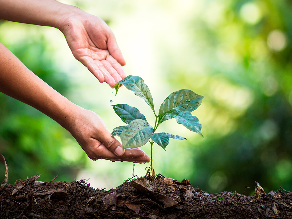 Plantio de café: Como conservar o solo e preparar o terreno