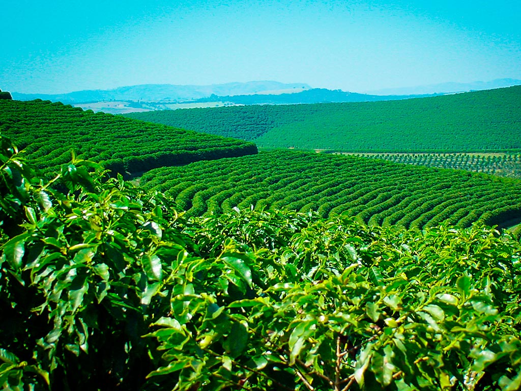 Plantação de Café: Tudo o que você precisa saber sobre seu cafezal