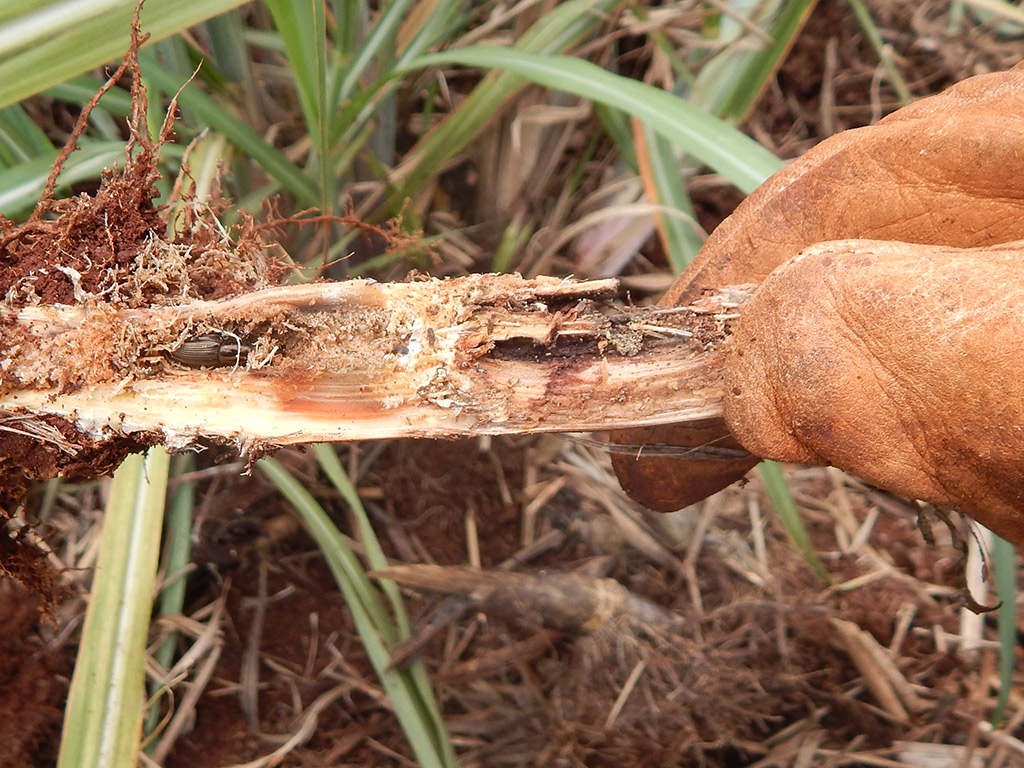 Manejo de Sphenophorus levis (Bicudo da Cana-de-Açúcar)
