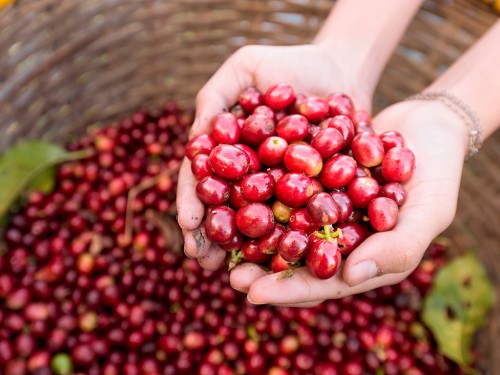 Colheita do café: Os processos fundamentais para lucros maiores