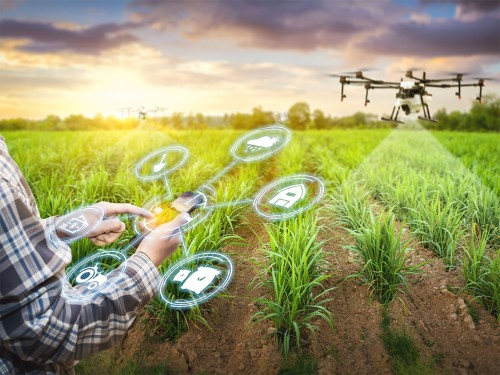 Cana-de-Açúcar: Gestão Agrícola Para Decisões Inteligentes