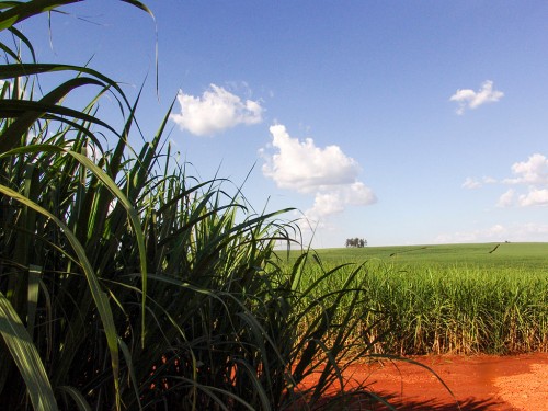 Como fazer Planejamento Agrícola de uma Fazenda de Cana