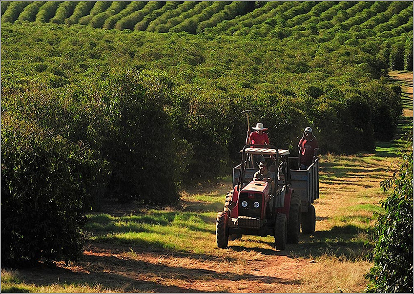 Plantação de Café Plantação de Café