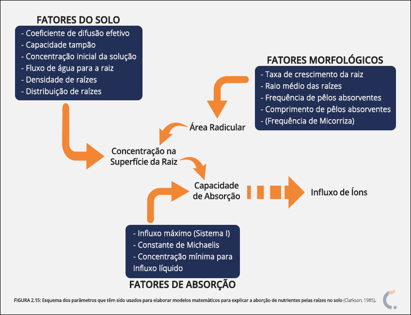 Absorção dos Nutrientes pelas Raízes