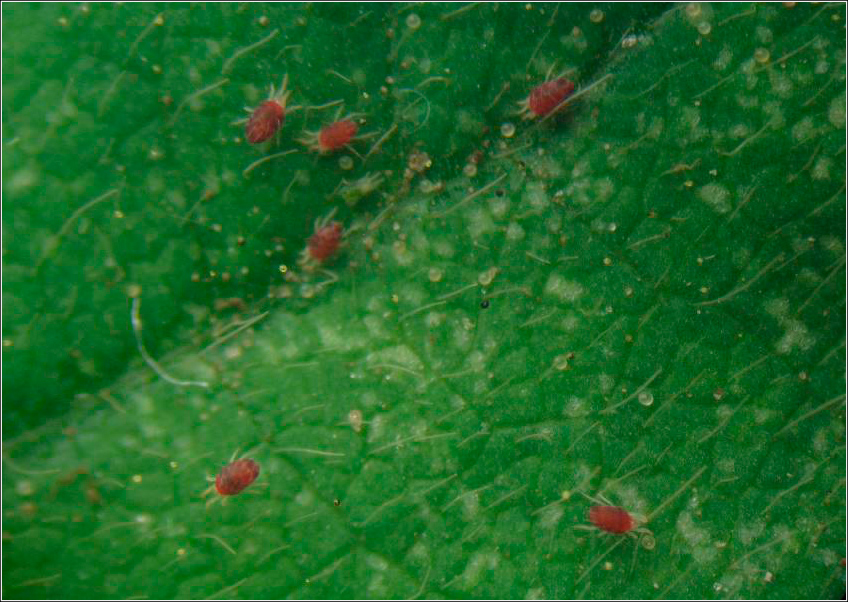 Ácaros Vermelhos