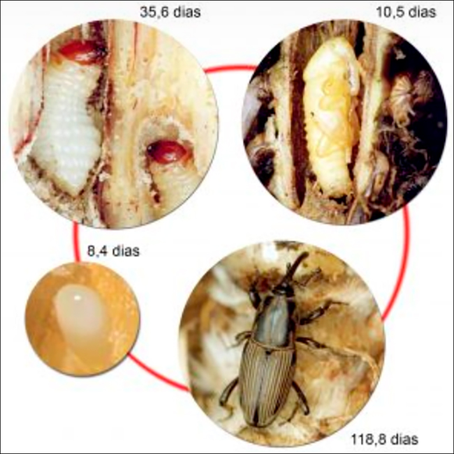 Ciclo de Vida do Bicudo da Cana