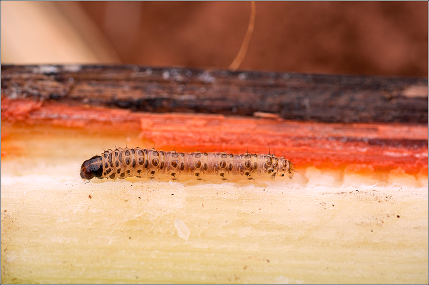 Broca da Cana Broca da Cana