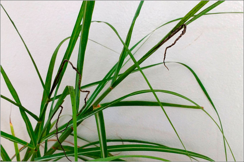 Carvão da Cana-de-Açúcar