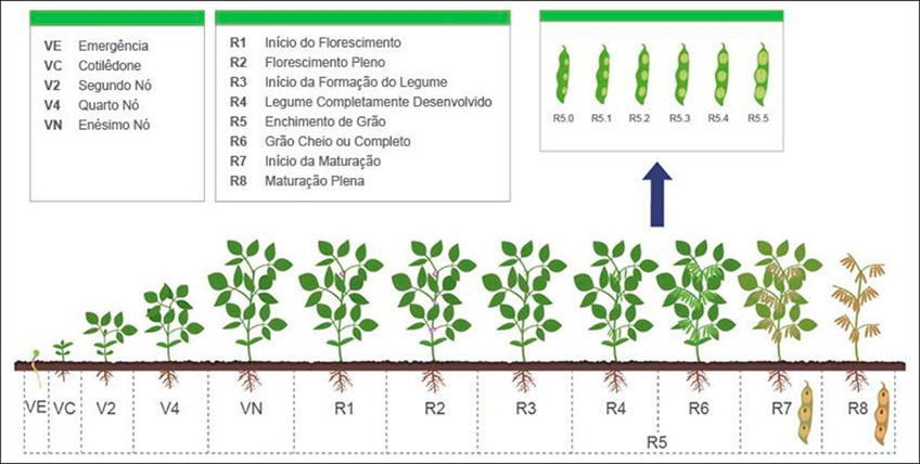 Ciclo da Soja Ciclo da Soja