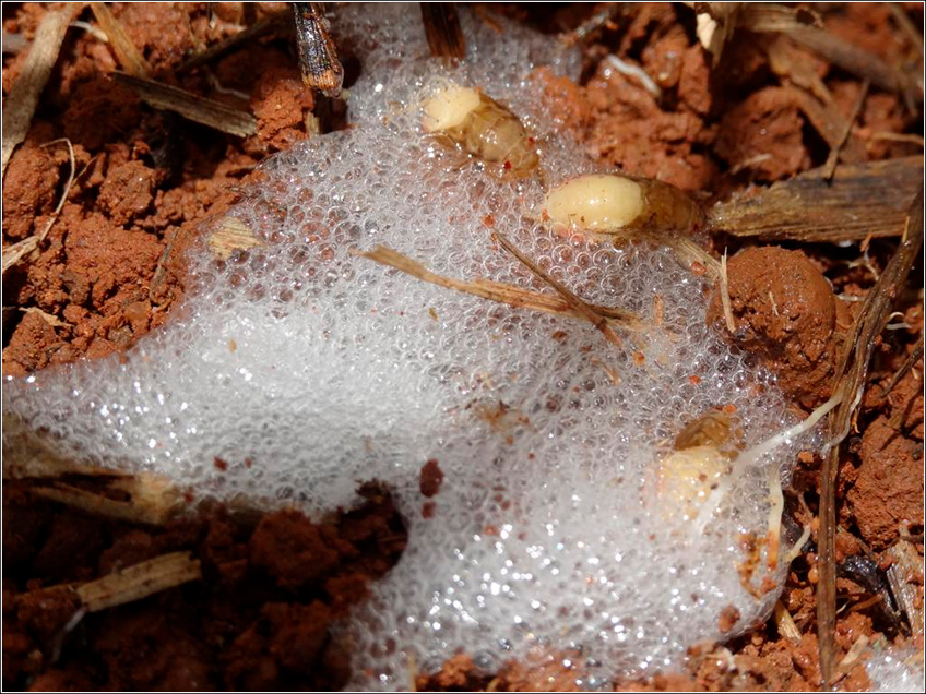Espuma da Larva da Cigarrinha-das-Raízes