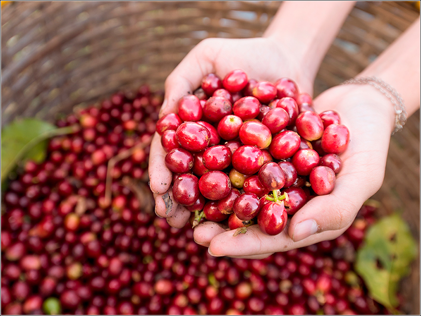 Colheita do Café Colheita do Café