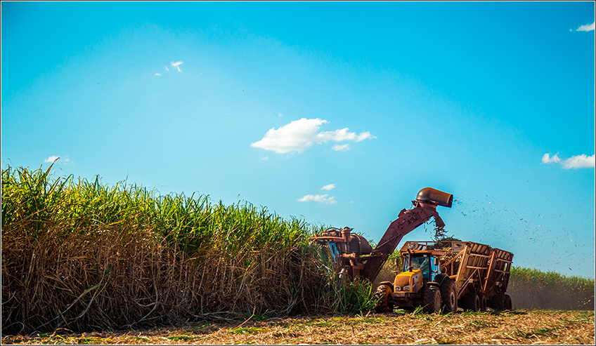 Colheita da Cana-de-Açúcar