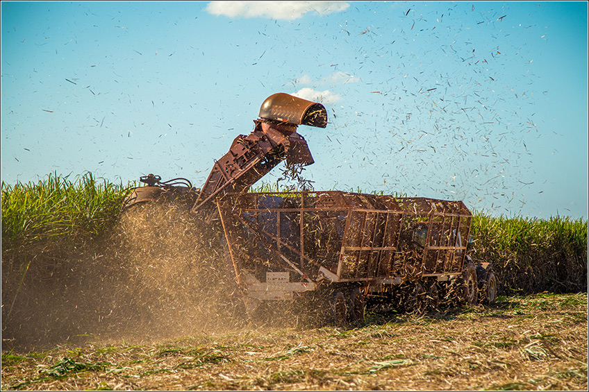 Colheita da Cana-de-Açúcar Colheita da Cana-de-Açúcar
