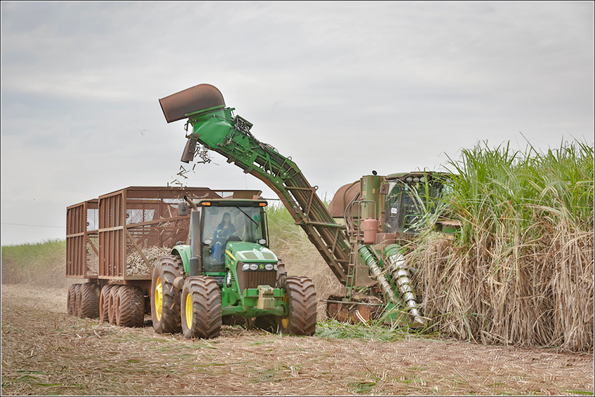 Pisoteio na Colheita da Cana