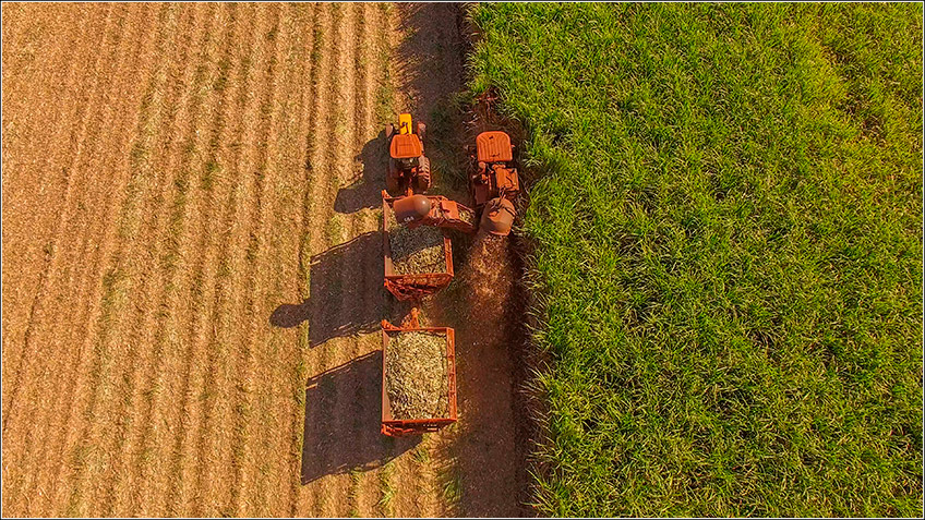 Colheita de Cana-de-Açúcar Colheita de Cana-de-Açúcar