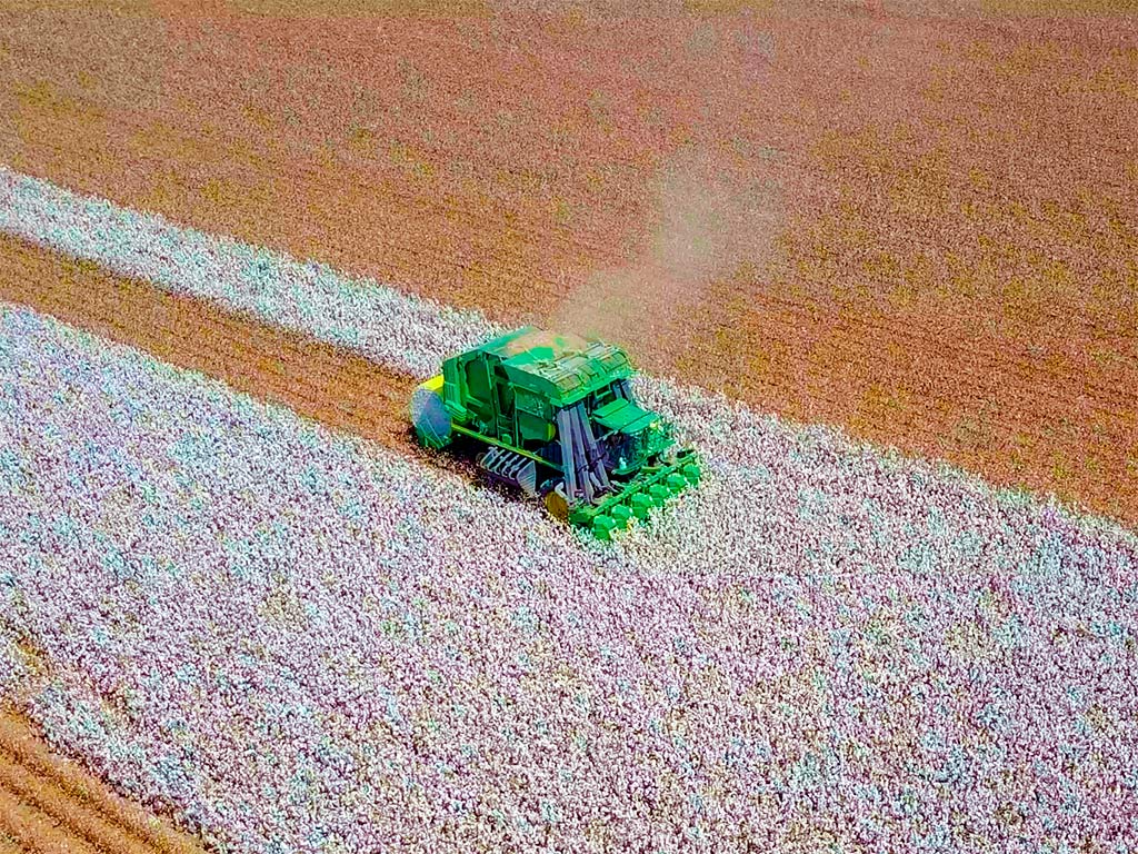 Colheita de Algodão