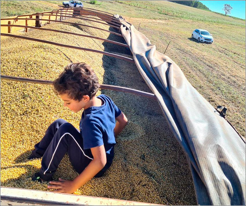 Colheita Fazenda Sgavioli Colheita Fazenda Sgavioli