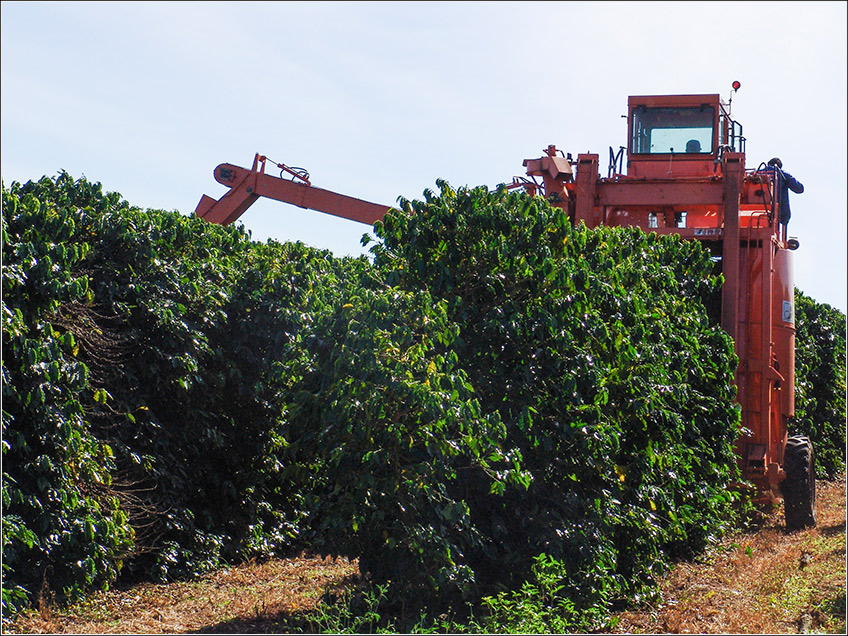 Colheita Mecanizada do Café Colheita Mecanizada do Café