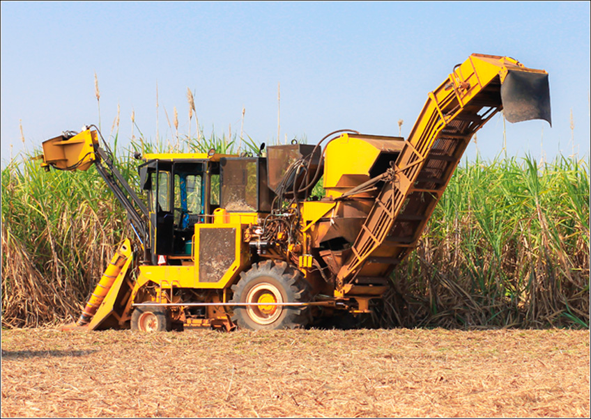 Pragas e a Colheita da Cana-de-Açúcar
