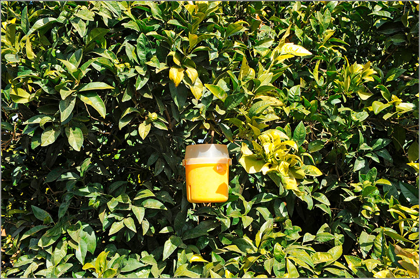 Controle Comportamental do MIP Controle Comportamental do MIP