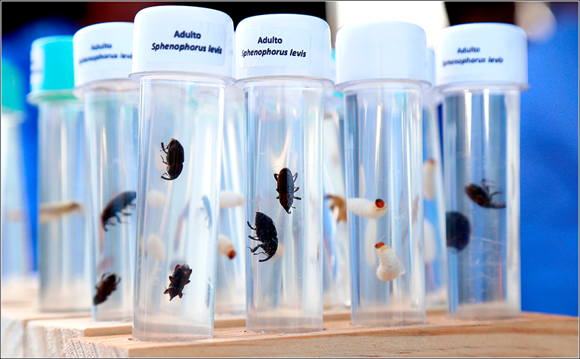 Controle Genético no MIP Controle Genético no MIP