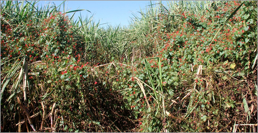 Daninha Corda-de-Viola