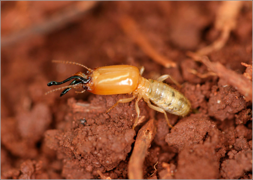 Cupim Neocapritermes Opacus