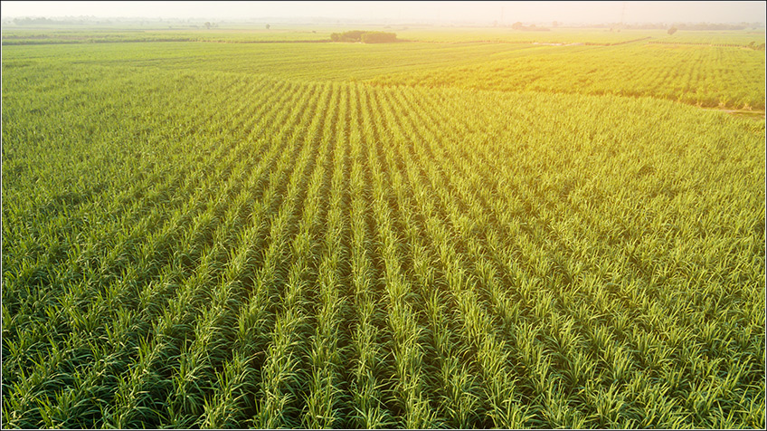 Custo Agrícola no Plantio da Cana-de-Açúcar