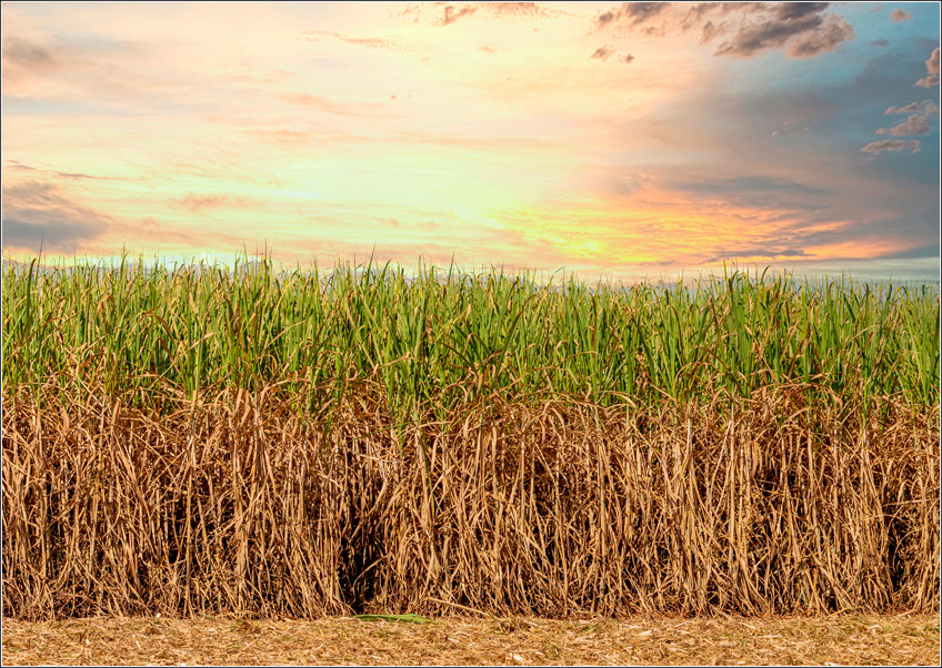 Custo Agrícola com Soqueira da Cana