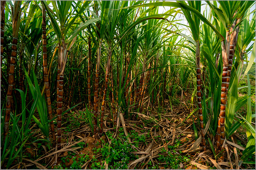 Plantas Daninhas na Cana-de-Açúcar