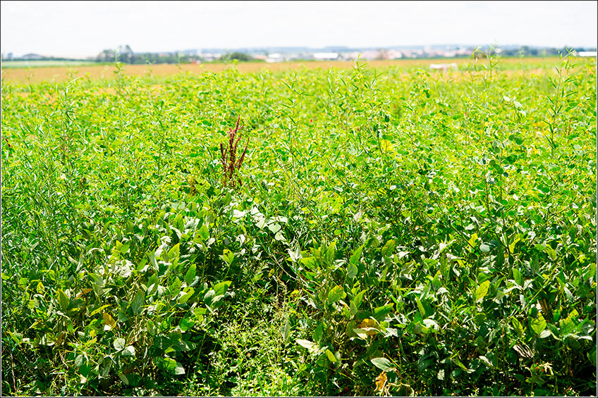 Plantas Daninhas na Soja Plantas Daninhas na Soja
