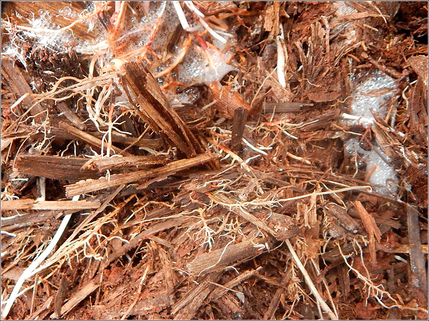 Doenças no Solo na Cana-de-Açúcar