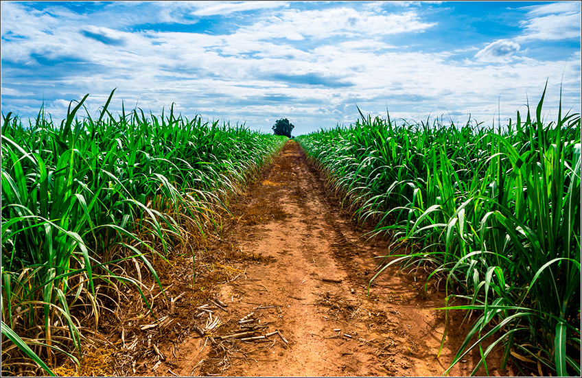 Doenças da Cana-de-Açúcar