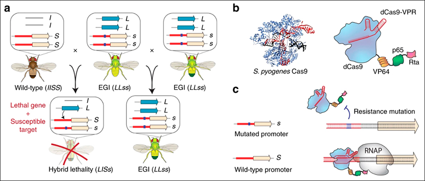 EGI Controle Genético EGI Controle Genético